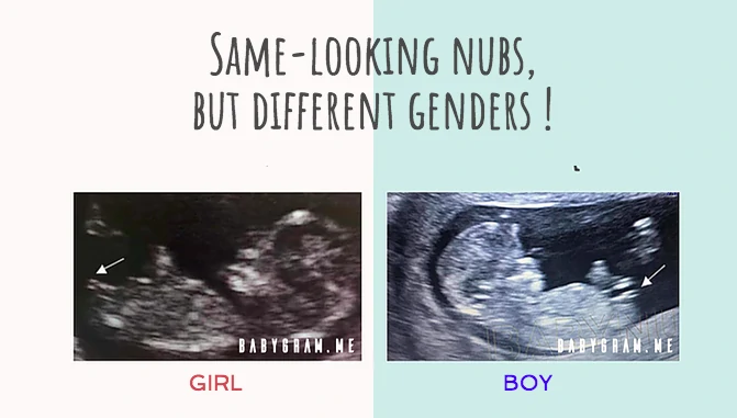Limits of the nub theory: same-looking nubs but different genders